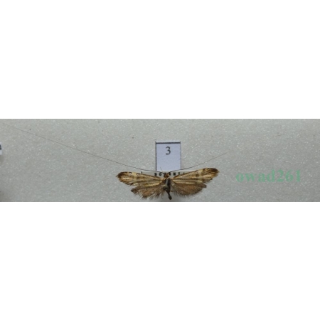 Nemophora degeerella (Linnaeus, 1758) Wąsateczka zawilczaneczka Czech3
